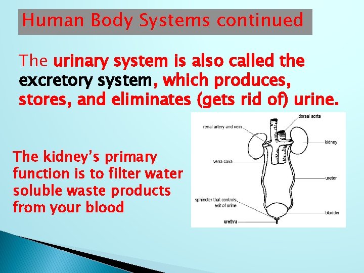 Human Body Systems continued The urinary system is also called the excretory system, which