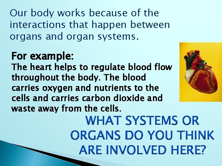 Our body works because of the interactions that happen between organs and organ systems.