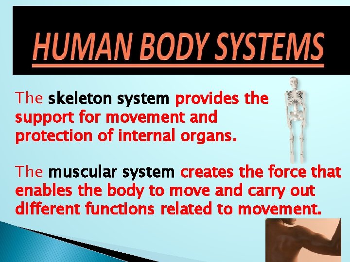 The skeleton system provides the support for movement and protection of internal organs. The