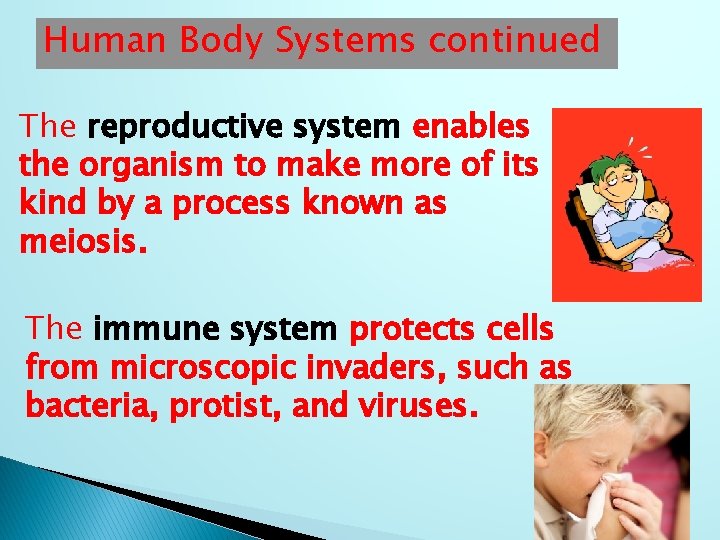 Human Body Systems continued The reproductive system enables the organism to make more of