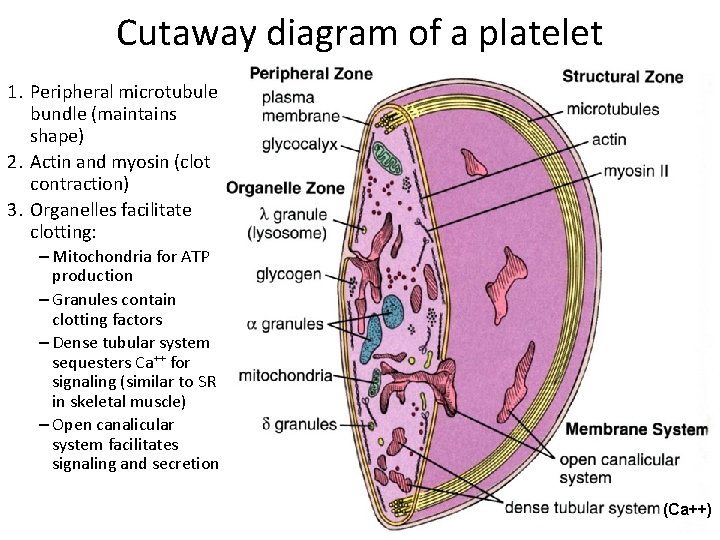 Cutaway diagram of a platelet 1. Peripheral microtubule bundle (maintains shape) 2. Actin and