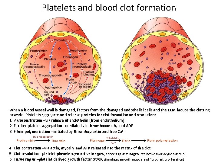 Platelets and blood clot formation When a blood vessel wall is damaged, factors from