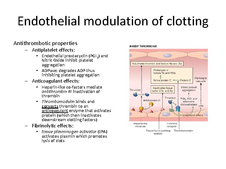 Endothelial modulation of clotting Antithrombotic properties – Antiplatelet effects: • Endothelial prostacyclin (PGI 2)