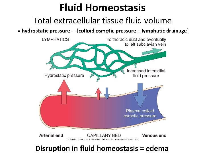 Fluid Homeostasis Total extracellular tissue fluid volume = hydrostatic pressure – [colloid osmotic pressure