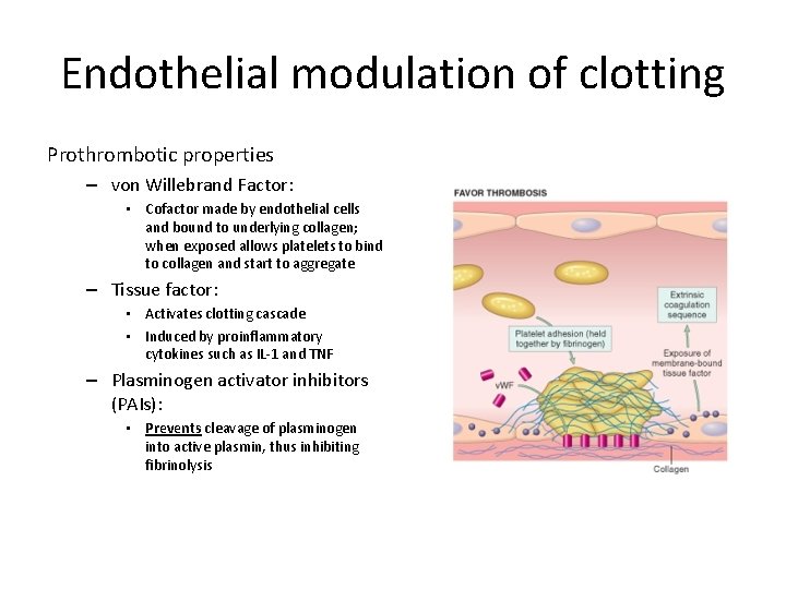 Endothelial modulation of clotting Prothrombotic properties – von Willebrand Factor: • Cofactor made by