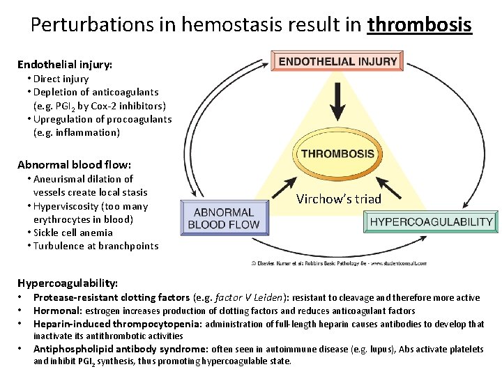 Perturbations in hemostasis result in thrombosis Endothelial injury: • Direct injury • Depletion of