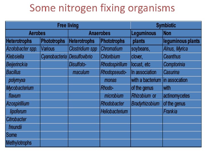 Some nitrogen fixing organisms 