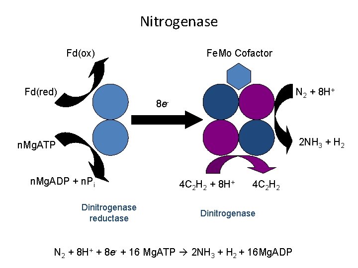 Nitrogenase Fe. Mo Cofactor Fd(ox) Fd(red) N 2 + 8 H+ 8 e- 2
