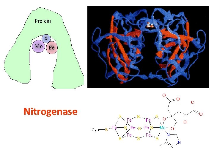 Nitrogenase 