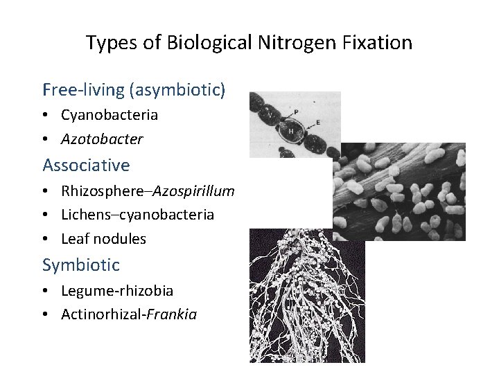 Types of Biological Nitrogen Fixation Free-living (asymbiotic) • Cyanobacteria • Azotobacter Associative • Rhizosphere–Azospirillum