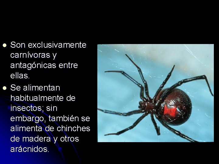 l l Son exclusivamente carnívoras y antagónicas entre ellas. Se alimentan habitualmente de insectos;