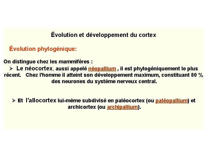 Évolution et développement du cortex Évolution phylogénique: On distingue chez les mammifères : Ø