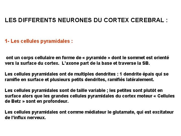 LES DIFFERENTS NEURONES DU CORTEX CEREBRAL : 1 - Les cellules pyramidales : ont