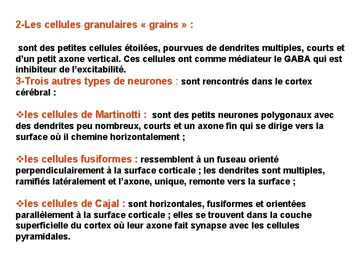 2 -Les cellules granulaires « grains » : sont des petites cellules étoilées, pourvues