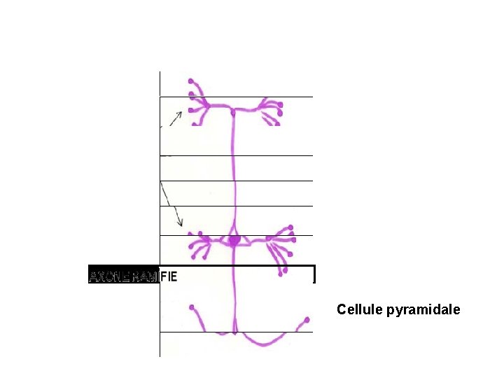 Cellule pyramidale 