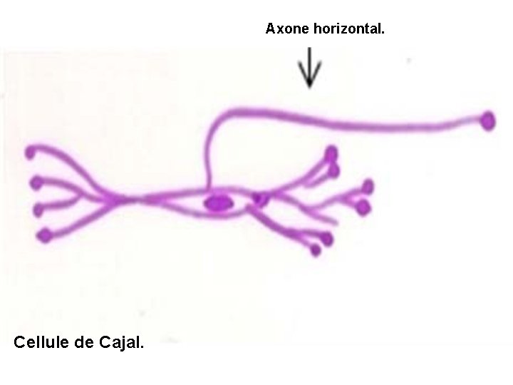 Axone horizontal. Cellule de Cajal. 