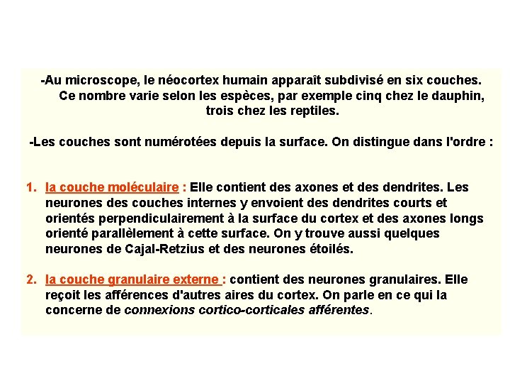 -Au microscope, le néocortex humain apparaît subdivisé en six couches. Ce nombre varie selon