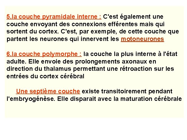 5. la couche pyramidale interne : C'est également une couche envoyant des connexions efférentes