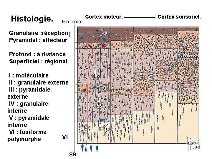 Histologie. Pie mere Granulaire : réception I Pyramidal : effecteur Profond : à distance