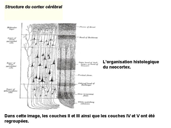 Structure du cortex cérébral L’organisation histologique du neocortex. Dans cette image, les couches II