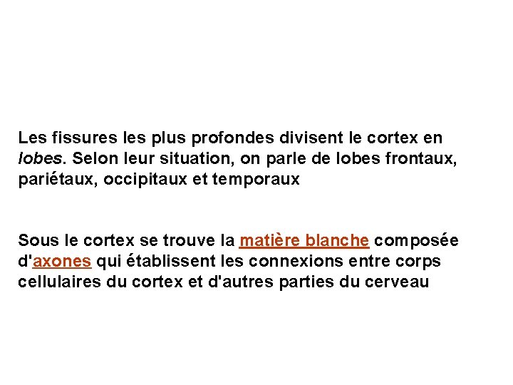 Les fissures les plus profondes divisent le cortex en lobes. Selon leur situation, on
