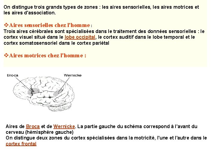 On distingue trois grands types de zones : les aires sensorielles, les aires motrices