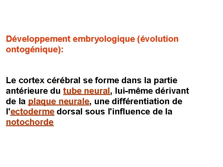 Développement embryologique (évolution ontogénique): Le cortex cérébral se forme dans la partie antérieure du