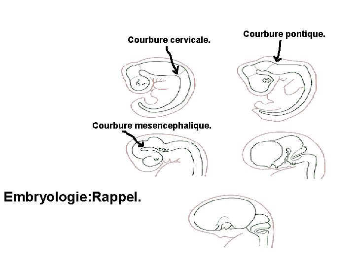 Courbure cervicale. Courbure mesencephalique. Embryologie: Rappel. Courbure pontique. 