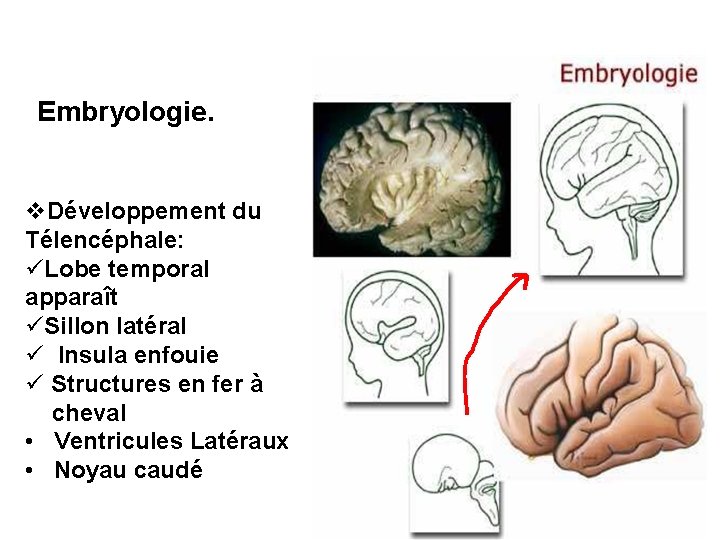 Embryologie. v. Développement du Télencéphale: üLobe temporal apparaît üSillon latéral ü Insula enfouie ü
