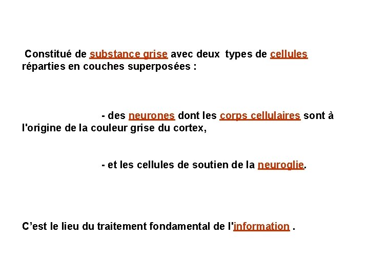 Constitué de substance grise avec deux types de cellules réparties en couches superposées :