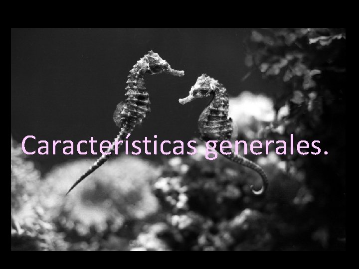 Características generales. 