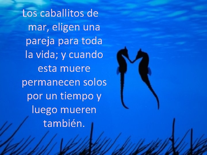Los caballitos de mar, eligen una pareja para toda la vida; y cuando esta