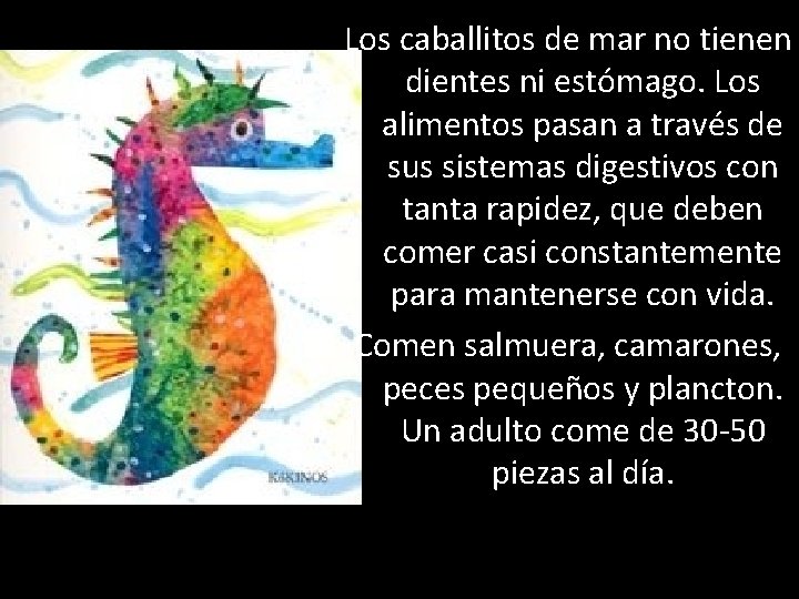 Los caballitos de mar no tienen dientes ni estómago. Los alimentos pasan a través