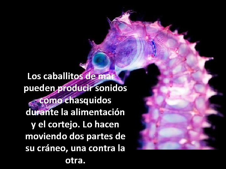 Los caballitos de mar pueden producir sonidos como chasquidos durante la alimentación y el
