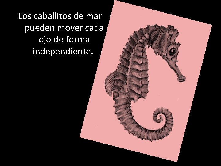 Los caballitos de mar pueden mover cada ojo de forma independiente. 