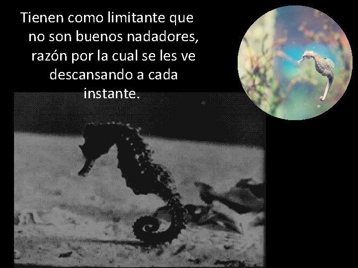 Tienen como limitante que no son buenos nadadores, razón por la cual se les