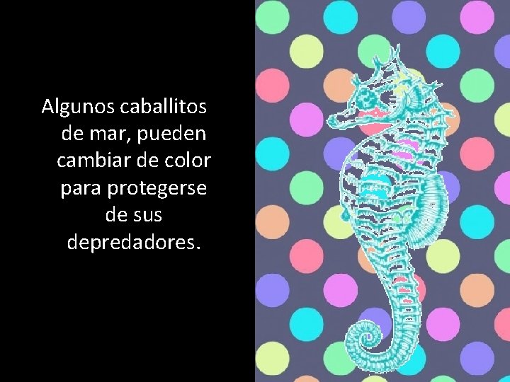 Algunos caballitos de mar, pueden cambiar de color para protegerse de sus depredadores. 