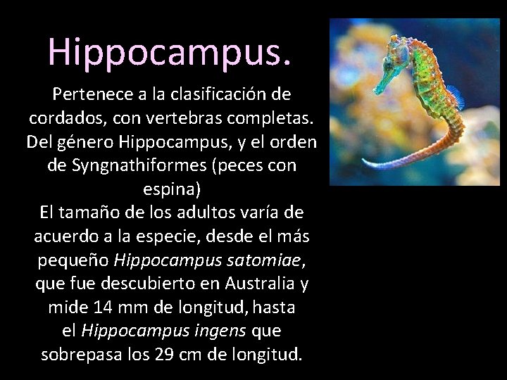 Hippocampus. Pertenece a la clasificación de cordados, con vertebras completas. Del género Hippocampus, y
