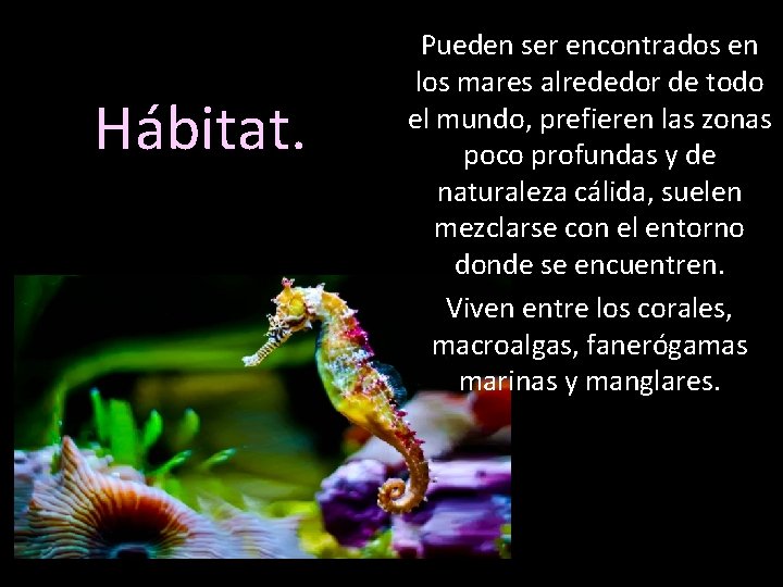 Hábitat. Pueden ser encontrados en los mares alrededor de todo el mundo, prefieren las