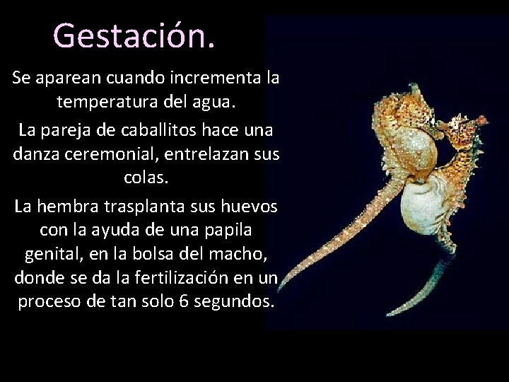 Gestación. Se aparean cuando incrementa la temperatura del agua. La pareja de caballitos hace