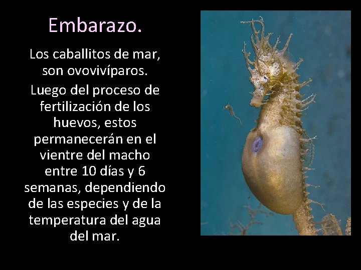 Embarazo. Los caballitos de mar, son ovovivíparos. Luego del proceso de fertilización de los