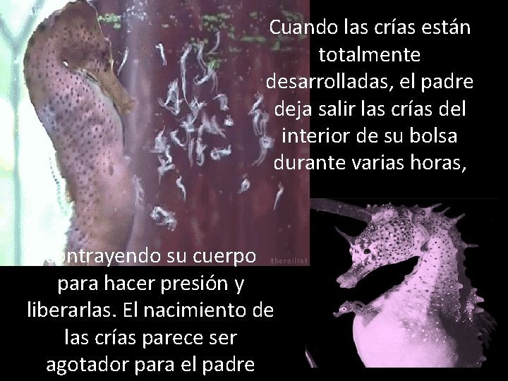 Cuando las crías están totalmente desarrolladas, el padre deja salir las crías del interior