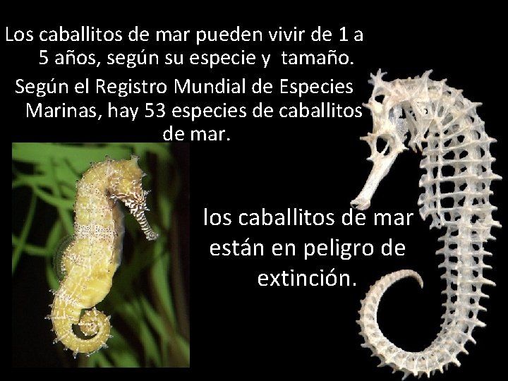Los caballitos de mar pueden vivir de 1 a 5 años, según su especie