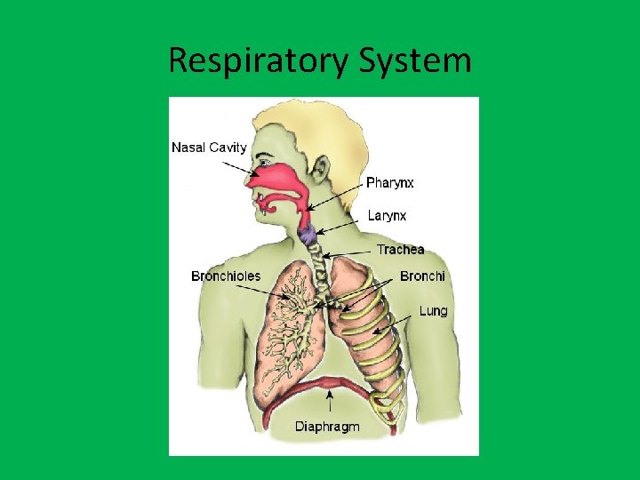 Respiratory System 