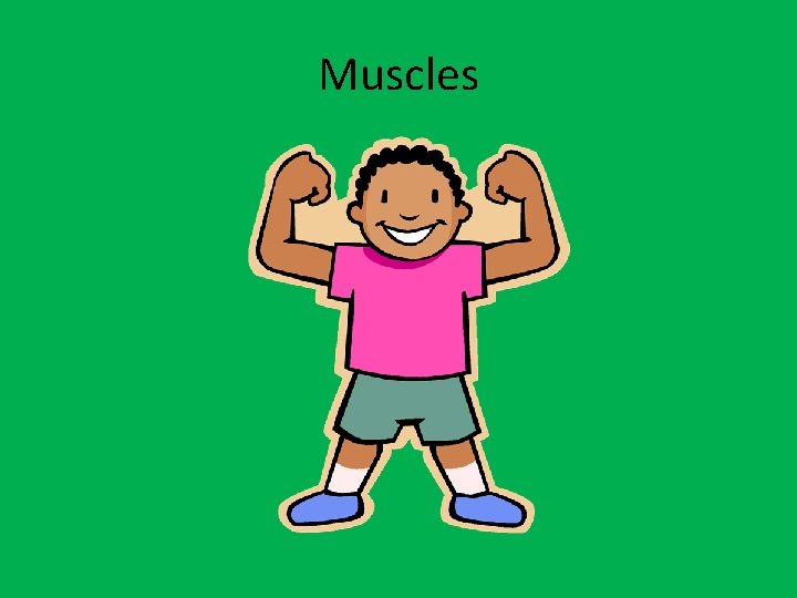 Muscles 
