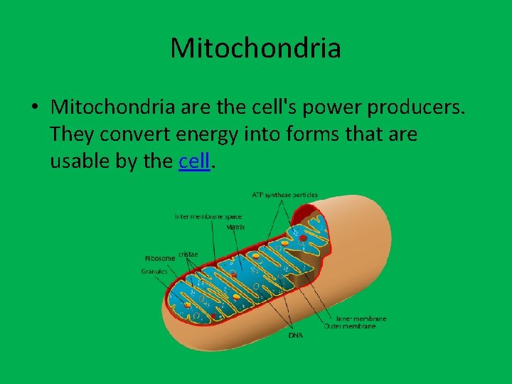 Mitochondria • Mitochondria are the cell's power producers. They convert energy into forms that