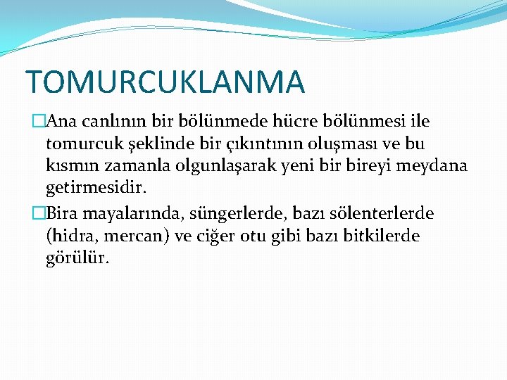 TOMURCUKLANMA �Ana canlının bir bölünmede hücre bölünmesi ile tomurcuk şeklinde bir çıkıntının oluşması ve