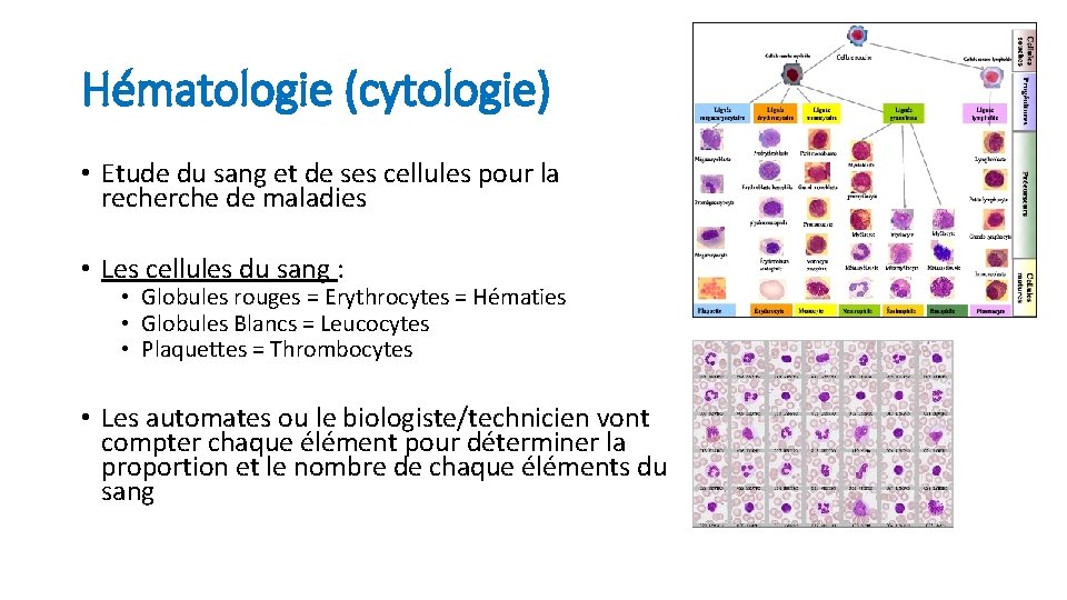 Hématologie (cytologie) • Etude du sang et de ses cellules pour la recherche de