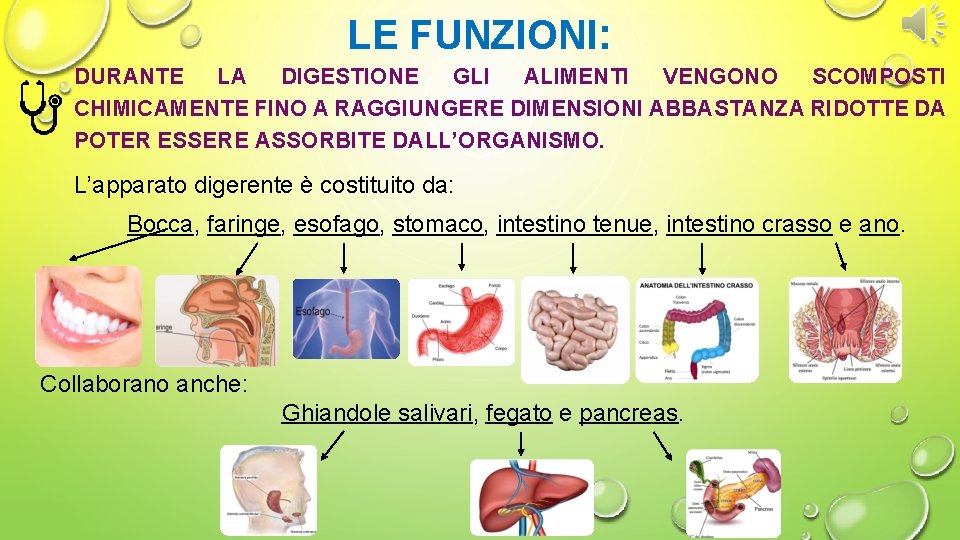 LE FUNZIONI: DURANTE LA DIGESTIONE GLI ALIMENTI VENGONO SCOMPOSTI CHIMICAMENTE FINO A RAGGIUNGERE DIMENSIONI