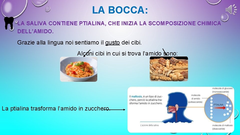 LA BOCCA: LA SALIVA CONTIENE PTIALINA, CHE INIZIA LA SCOMPOSIZIONE CHIMICA DELL’AMIDO. Grazie alla